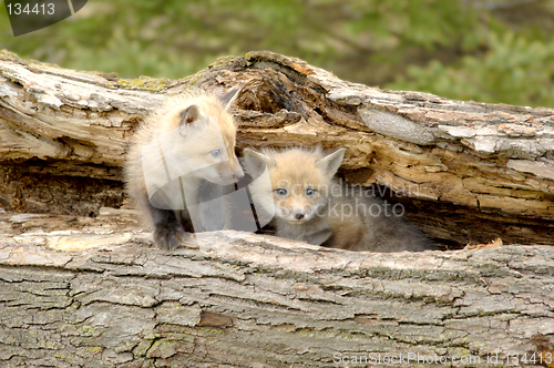 Image of Red Fox Pups Duo - Vulpes vulpes