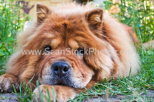 Image of portrait of a dog breed chow-chow