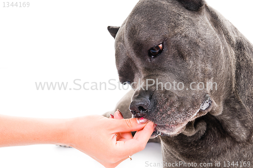 Image of  dog breed "Cane Corso"