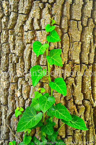 Image of young branches of ivy