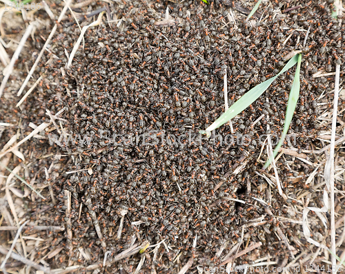 Image of red wood ants close-up.