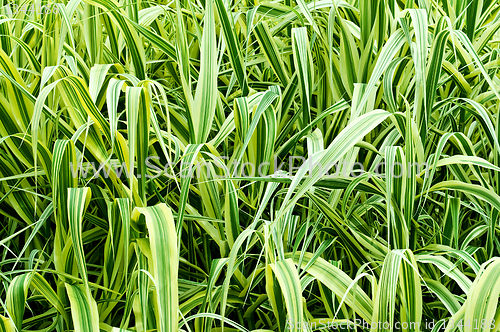 Image of high ornamental grass 