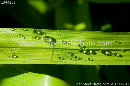 Image of dew drops on the web 