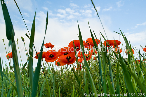 Image of poppies blooming