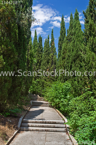 Image of alley in an abandoned park 