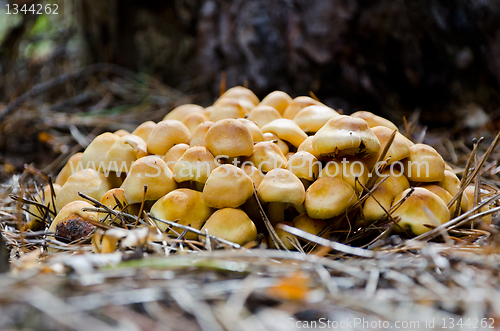 Image of mushrooms Hypholoma