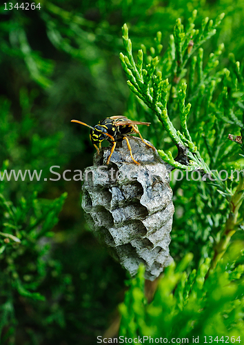 Image of wasp protects its nest
