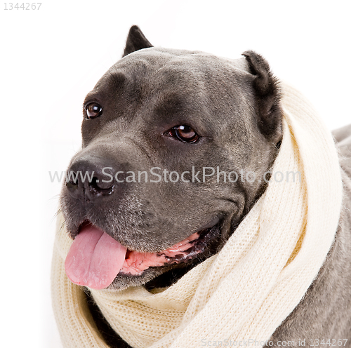 Image of  dog breed "Cane Corso"