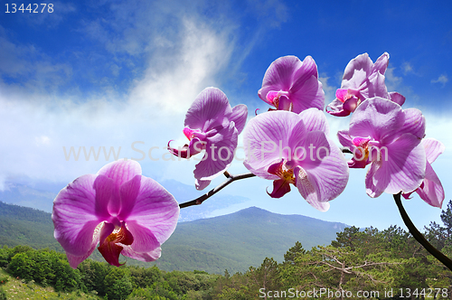 Image of flowers purple orchids 