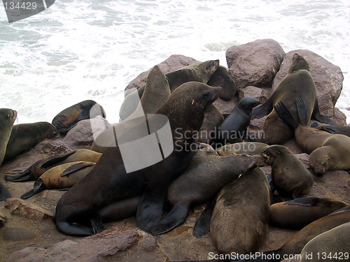 Image of Mating seals