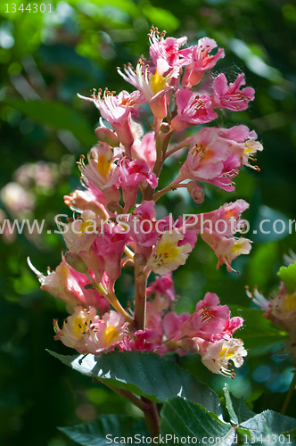 Image of Pink flowers decorative chestnut 