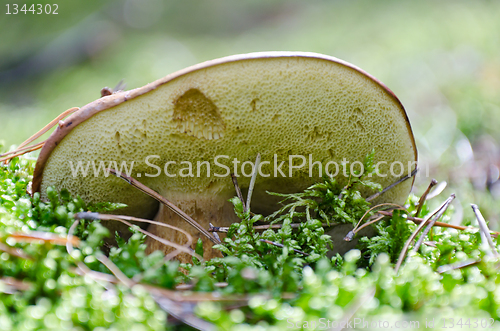 Image of mushroom Xerocomus badius 