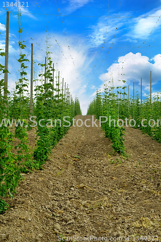 Image of Plantation of young late 