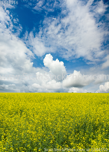 Image of flowering field of rape 