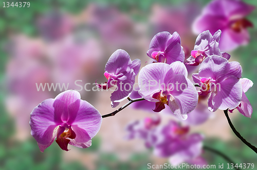 Image of flowers purple orchids 