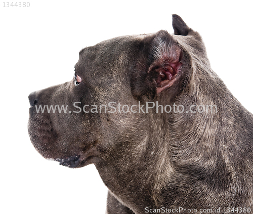 Image of  dog breed "Cane Corso"