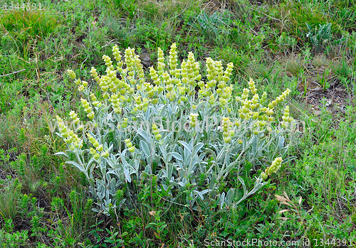 Image of mountain flower