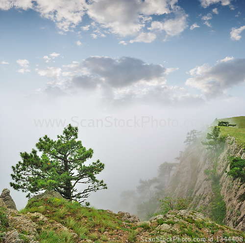 Image of Autumn landscape, tree in a fog