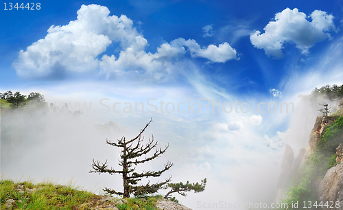 Image of tree in a fog