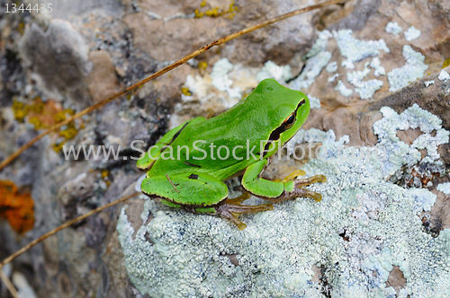 Image of green frog sitting on a stone