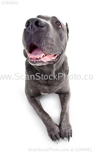 Image of  dog breed "Cane Corso"