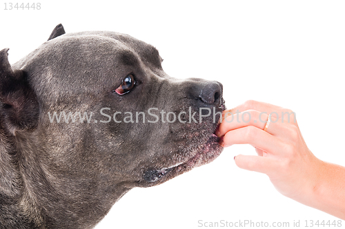 Image of  dog breed "Cane Corso"