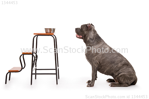 Image of  dog breed "Cane Corso"