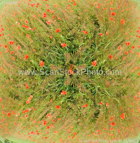 Image of poppies blooming