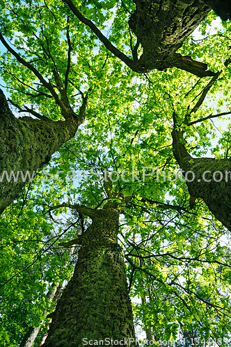 Image of landscape, tree in a sky