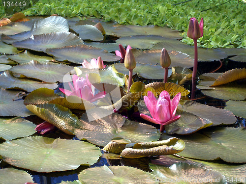 Image of Water flowers