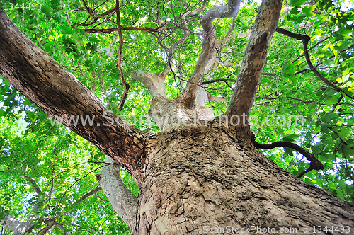 Image of landscape, tree in a sky