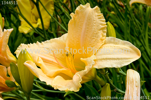 Image of different kinds of lily. 