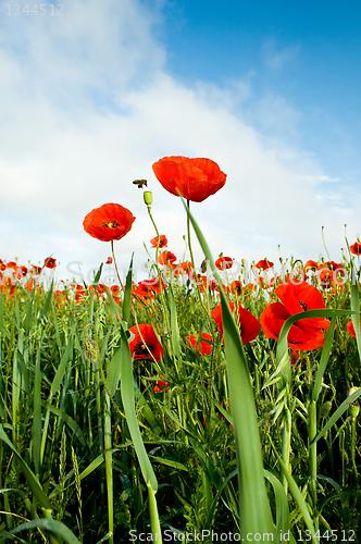 Image of poppies blooming and honeybee