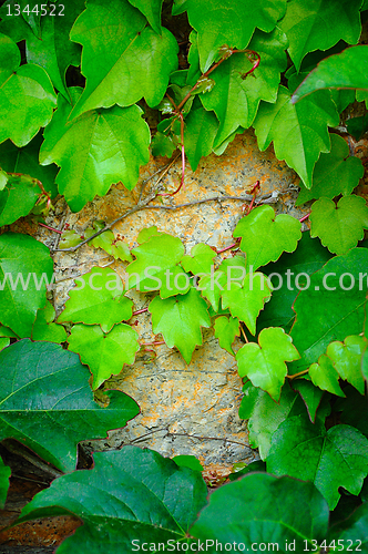 Image of young branches of ivy