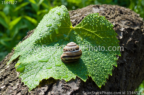 Image of garden snail on a wet leaf vine