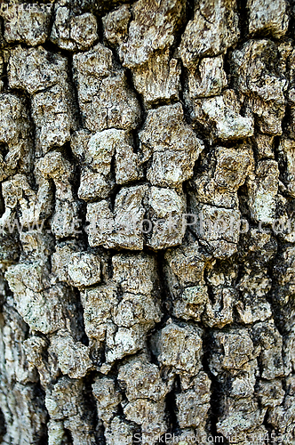 Image of  texture of the bark of a tree