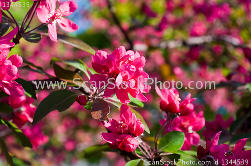 Image of red flowers of fruit trees