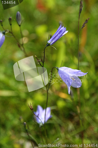 Image of blue flower