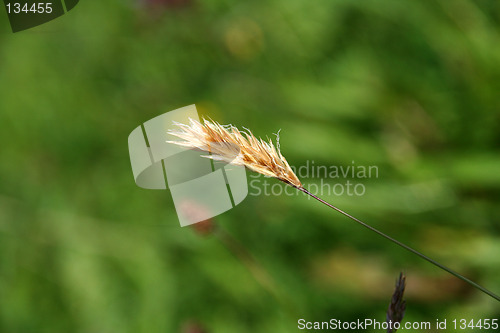 Image of straw in wind
