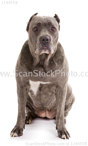 Image of  dog breed "Cane Corso"