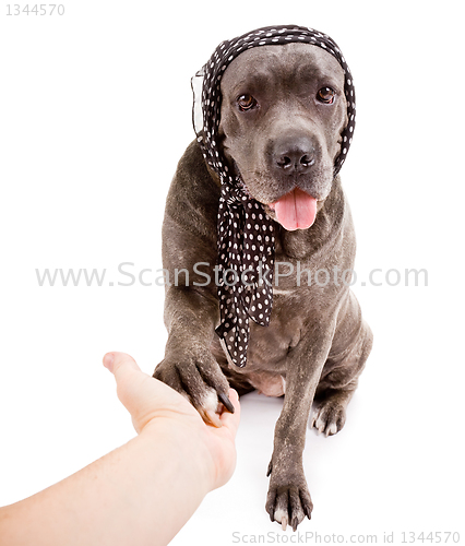 Image of  dog breed "Cane Corso"