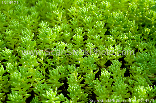 Image of  Sedum, moss shoots close-up