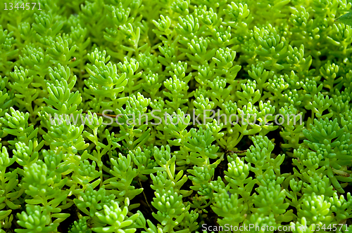 Image of  Sedum, moss shoots close-up