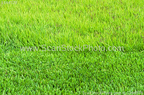 Image of border trimmed and overgrown grass 