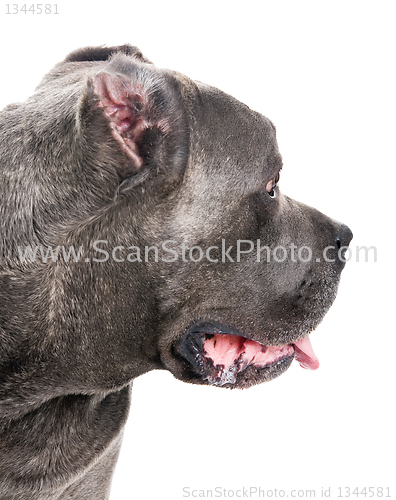 Image of  dog breed "Cane Corso"