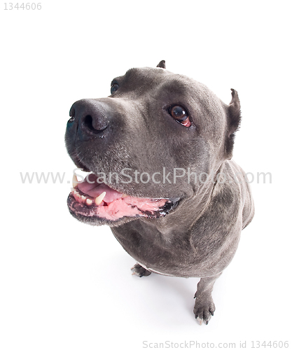 Image of  dog breed "Cane Corso"