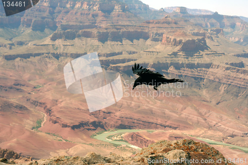 Image of Crow in Grand Canyon