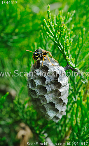 Image of wasp protects its nest