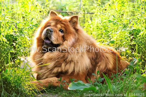 Image of portrait of dog chow-chow