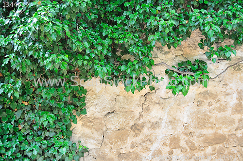 Image of young branches of ivy